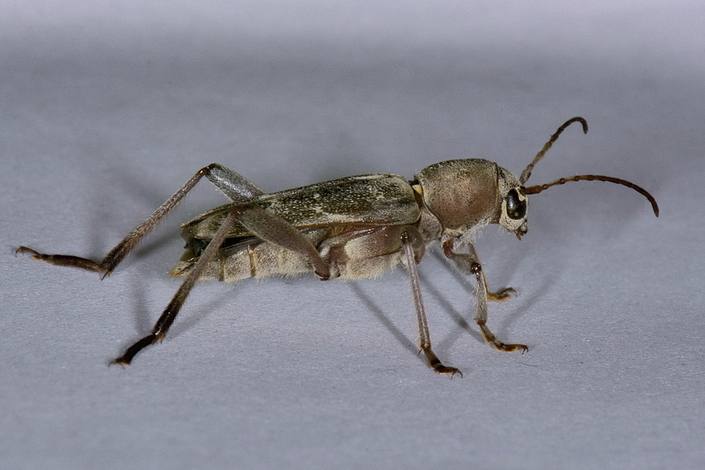 Xylotrechus stebbingi